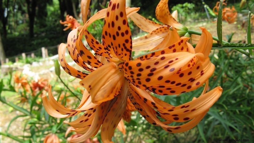 Los lirios tigre son los sensacionales jardines fáciles de cultivar 