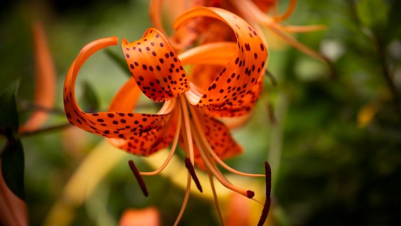 Los lirios tigre son los sensacionales jardines fáciles de cultivar 