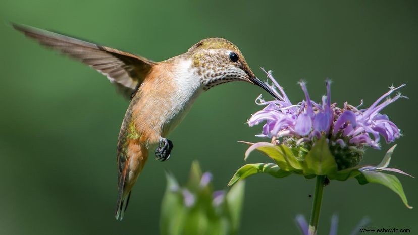 Bálsamo de abeja:si lo plantas, vendrán 