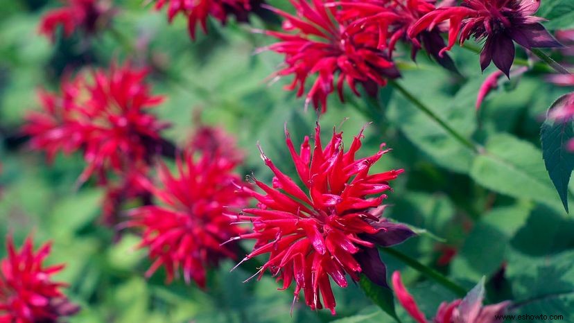 Bálsamo de abeja:si lo plantas, vendrán 