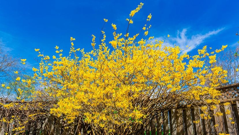 Cuidando de Forsythia, el signo amarillo llameante de la primavera 