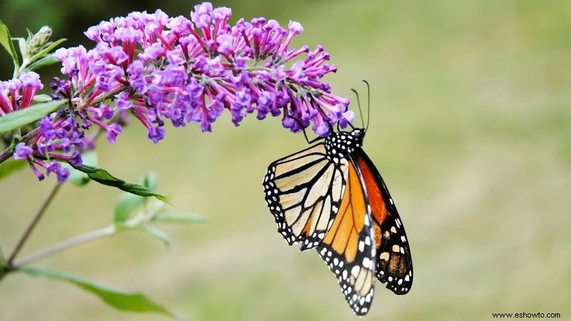 5 razones por las que deberías cultivar un arbusto de mariposas 