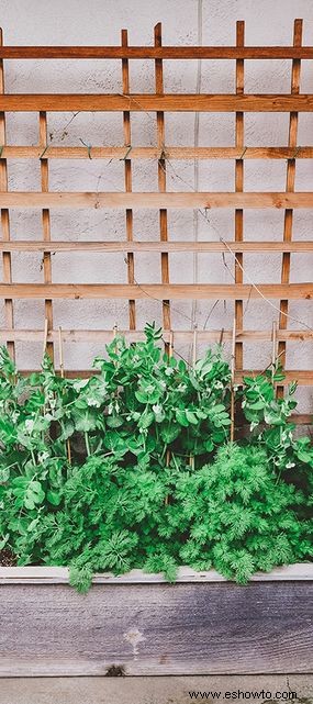 Cómo elegir el mejor enrejado para su jardín 