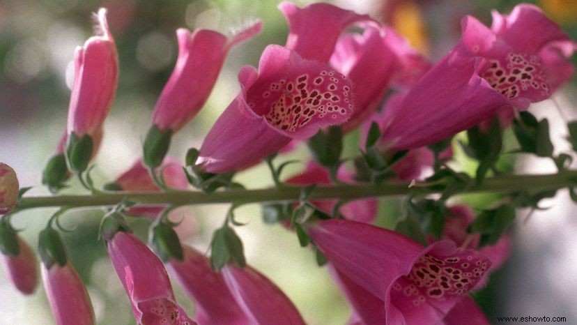 Dedalera:la hermosa flor que es buena (y mala) para tu corazón 