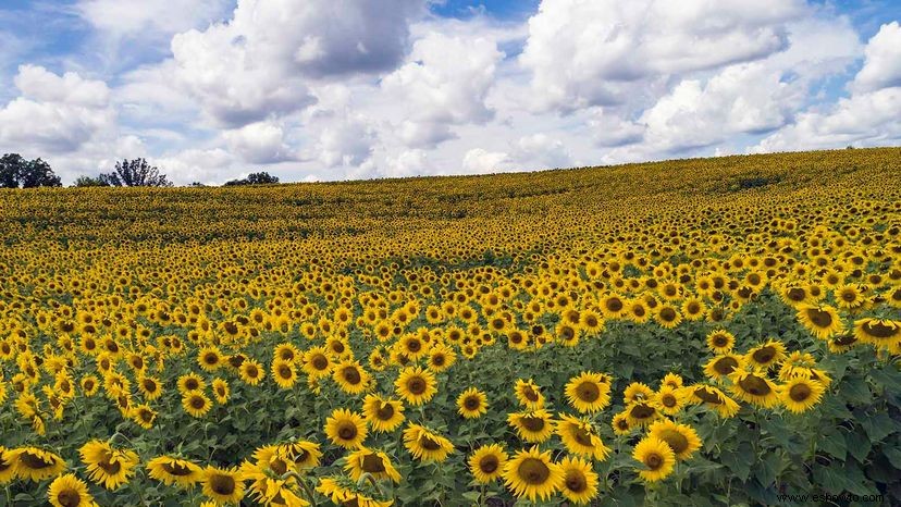 Los Girasoles Realmente Siguen al Sol y Otros 9 Datos Deslumbrantes 