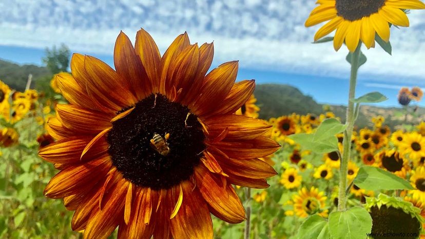 Los Girasoles Realmente Siguen al Sol y Otros 9 Datos Deslumbrantes 