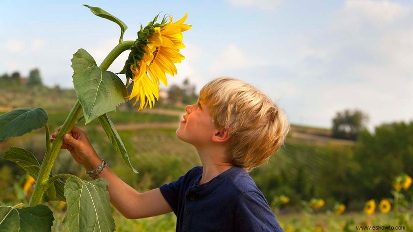 Los Girasoles Realmente Siguen al Sol y Otros 9 Datos Deslumbrantes 