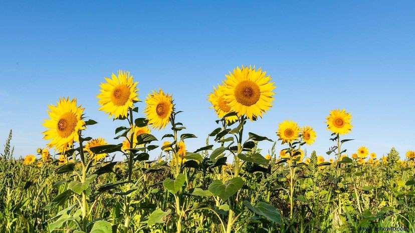 Los Girasoles Realmente Siguen al Sol y Otros 9 Datos Deslumbrantes 