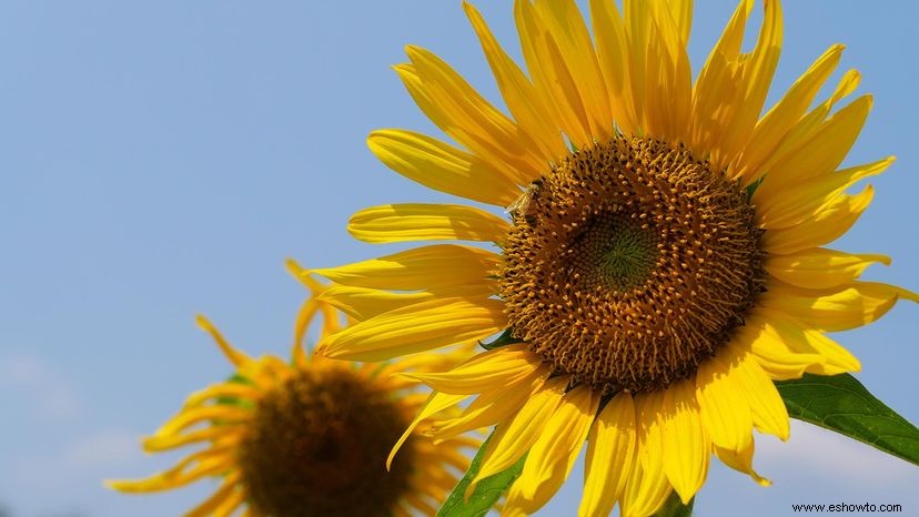 Los Girasoles Realmente Siguen al Sol y Otros 9 Datos Deslumbrantes 