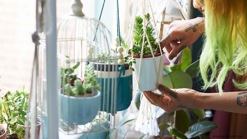 ¿Cuántas plantas de interior necesita para una buena calidad del aire interior? 