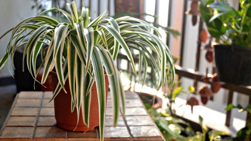 ¿Cuántas plantas de interior necesita para una buena calidad del aire interior? 