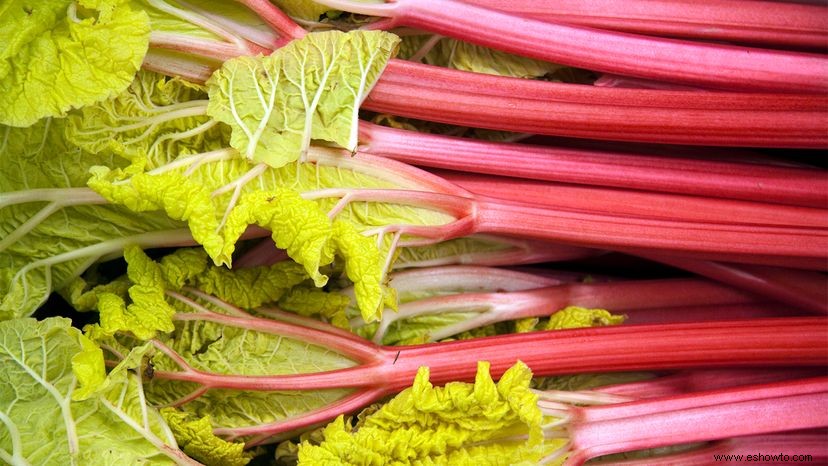 Ruibarbo:la verdura venenosa que puedes comer por completo 