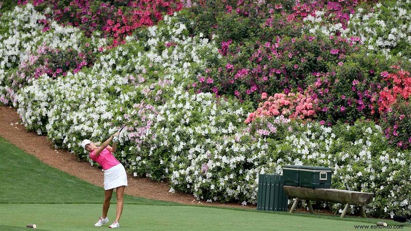 Cómo las azaleas se convirtieron en las flores emblemáticas del sur 