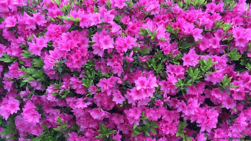 Cómo las azaleas se convirtieron en las flores emblemáticas del sur 