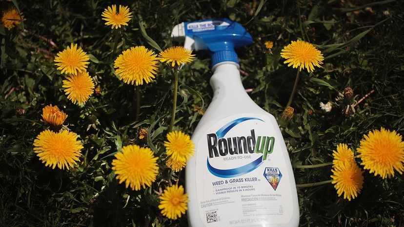 ¿Cómo funciona el herbicida glifosato (Roundup)?