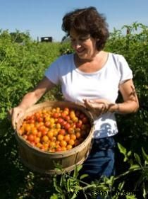 ¿El tomate es una fruta o una verdura? 