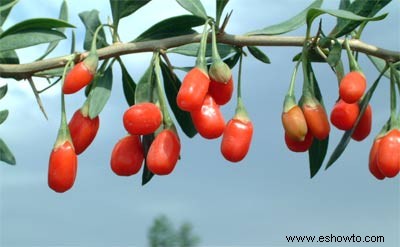 ¿Qué son las bayas de goji? 