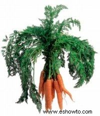 Consejos de zanahorias pequeñas 