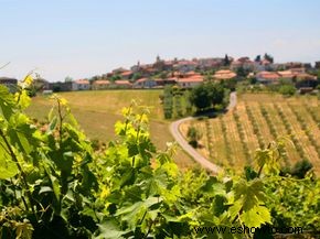 Guía definitiva de la región vinícola de Abruzzo 