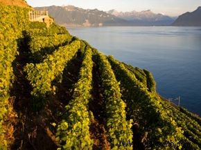 Guía definitiva de la región vinícola del Jura 