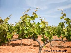 Guía definitiva de la región vinícola del Priorat 