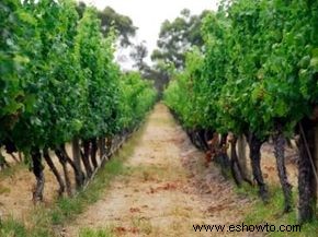 Guía definitiva de las regiones vinícolas de Australia Occidental 