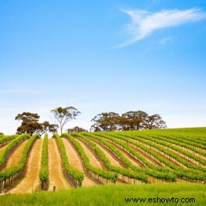 Guía definitiva de las regiones vinícolas del sur de Australia 