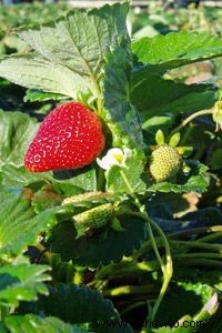 Guía definitiva para la agricultura apoyada por la comunidad 