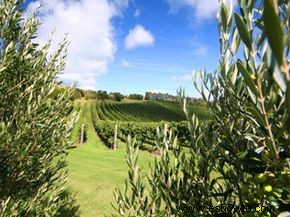Guía definitiva de la región vinícola de Auckland 