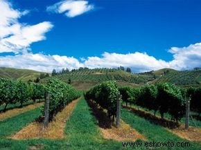 Guía definitiva de la región vinícola de Bay of Plenty 