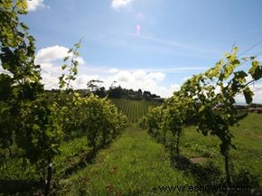 Guía definitiva de la región vinícola de Gisborne 