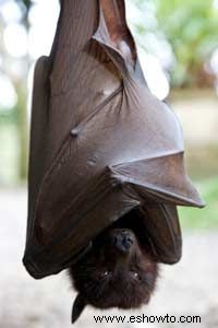 ¿Son los murciélagos un manjar en algunos países? 