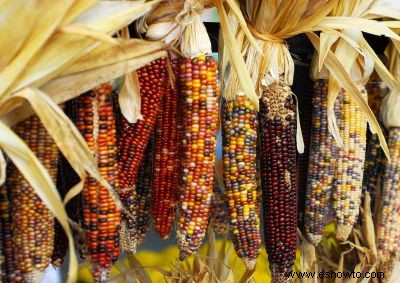 Fotos de Cornucopia 