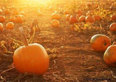 Parche De Calabazas Fotos 