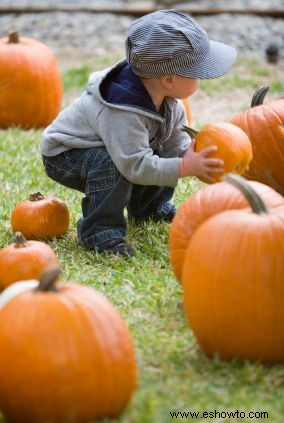 Parche De Calabazas Fotos 