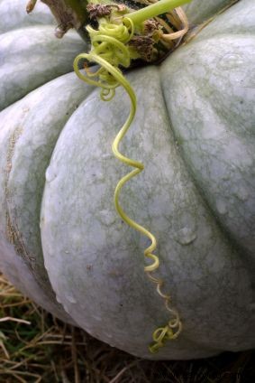 Parche De Calabazas Fotos 