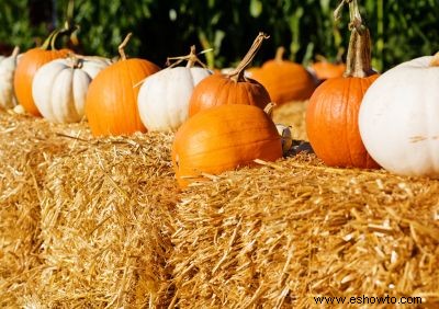 Parche De Calabazas Fotos 