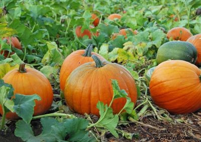 Parche De Calabazas Fotos 