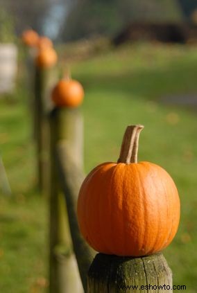 Parche De Calabazas Fotos 