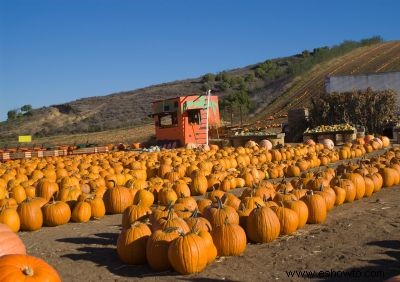 Parche De Calabazas Fotos 