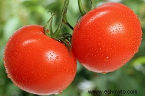 ¿Qué debes hacer con los tomates de tu jardín? 