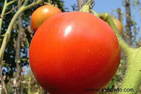 Cómo secar semillas de tomate 