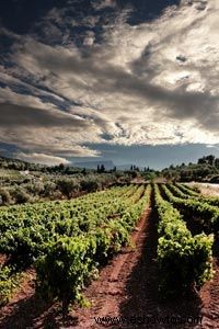 Guía definitiva de vinos griegos 