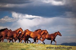 Cómo recorrer la región del vino a caballo 