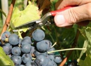 5 Claves Esenciales para la Poda de la Vid y un Vino de Calidad Superior