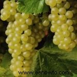 Uvas Chardonnay 