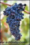 Uvas Merlot 