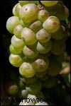 Uvas Pinot Gris 