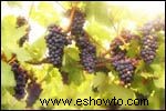 Uvas Pinot Noir 