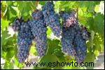 Uvas Zinfandel 